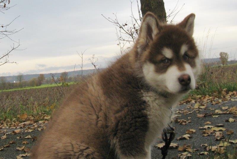 Danko 9 Wochen 2 034